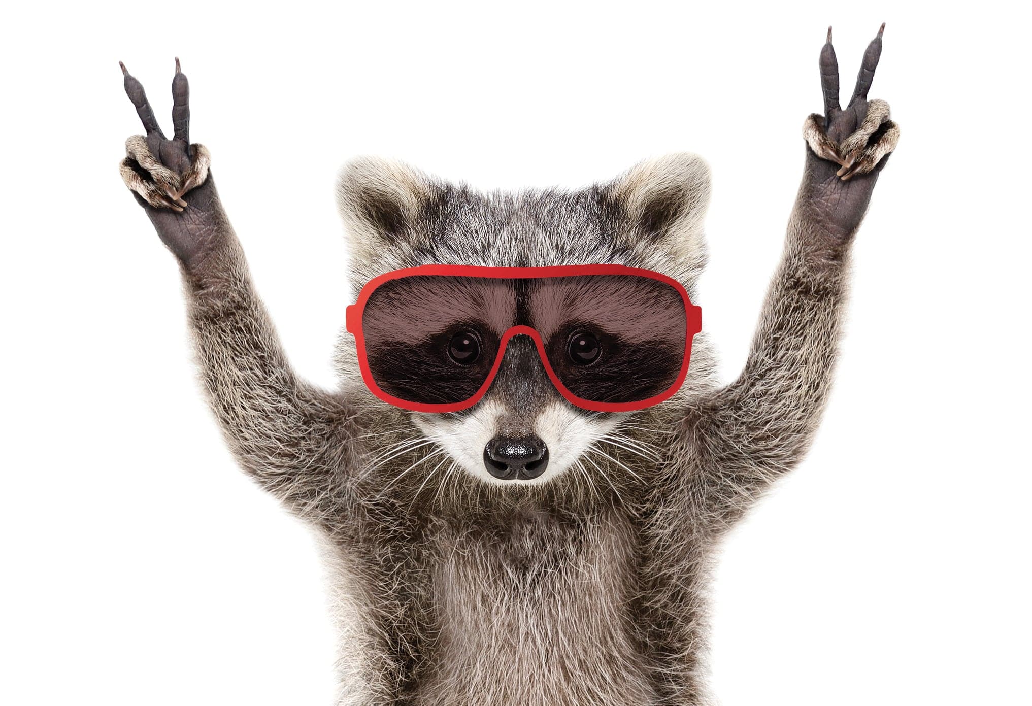 Funny Peace Raccoon birthday card from Pictura featuring a raccoon illustration, perfect for everyday greeting card occasions.